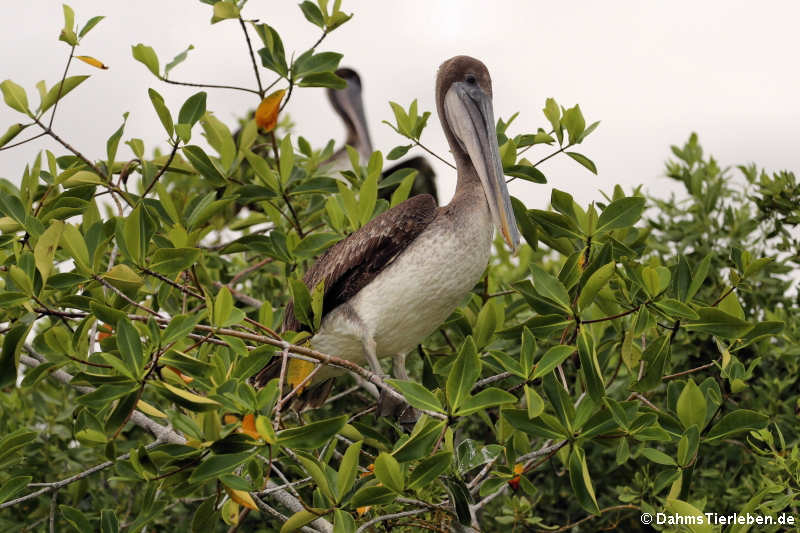 Pelecanus occidentalis urinator