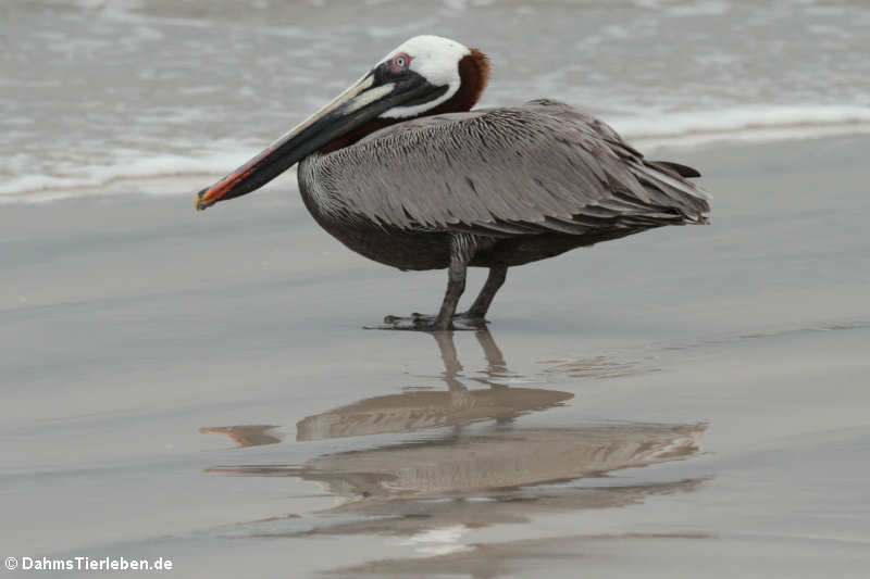 Pelecanus occidentalis urinator