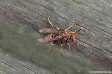 Polistes versicolor auf Isabela, Galápagos, Ecuador