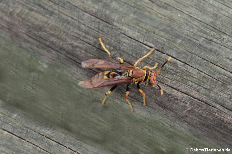 Polistes versicolor-1