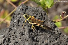 Schistocerca melanocera auf der Galápagos-Insel Isabela