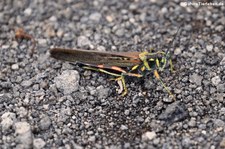 Schistocerca melanocera auf der Galápagos-Insel Isabela