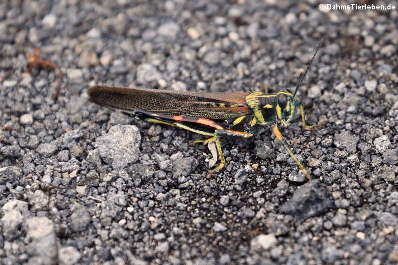 Schistocerca melanocera-3