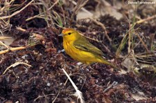 Mangrovebaum-Waldsänger (Setophaga petechia aureola), Isabela, Galapagos, Ecuador