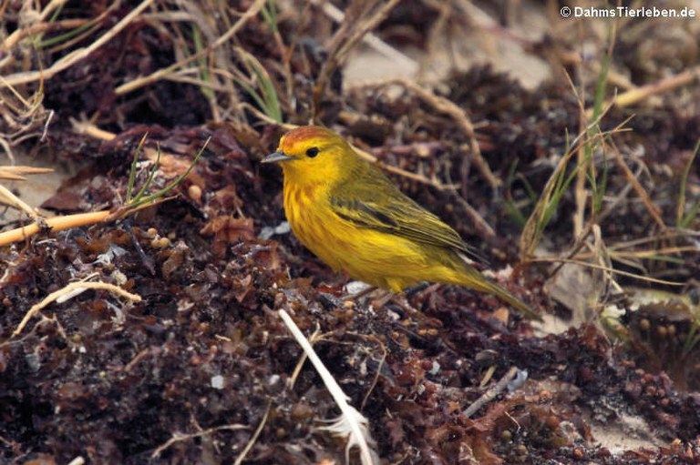 Setophaga petechia aureola