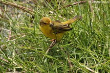 Mangrovebaum-Waldsänger (Setophaga petechia aureola), Isabela, Galapagos, Ecuador