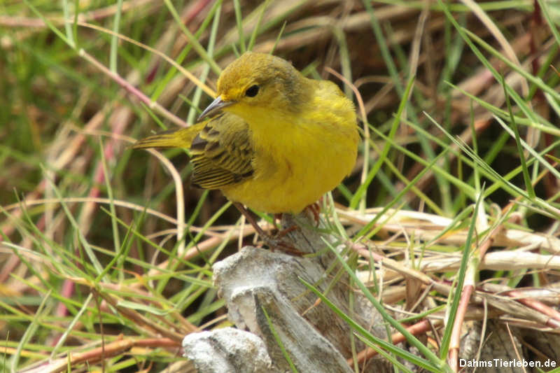 Setophaga petechia aureola