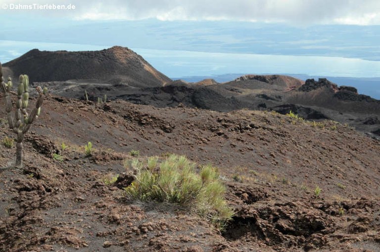 Sierra Negra