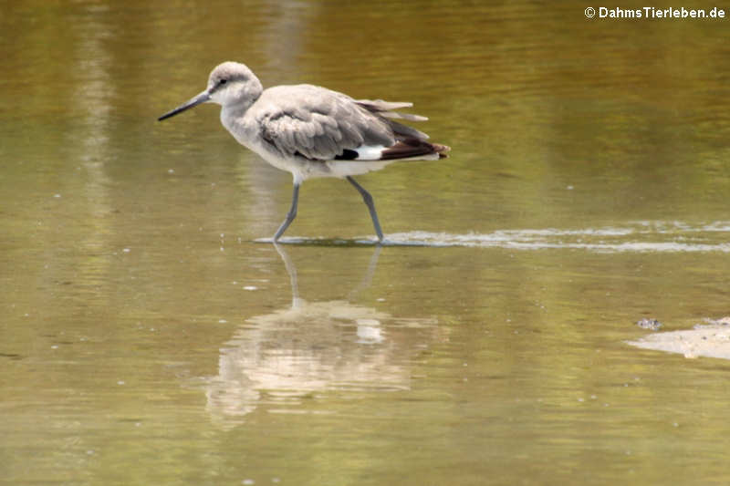 Tringa semipalmata-2