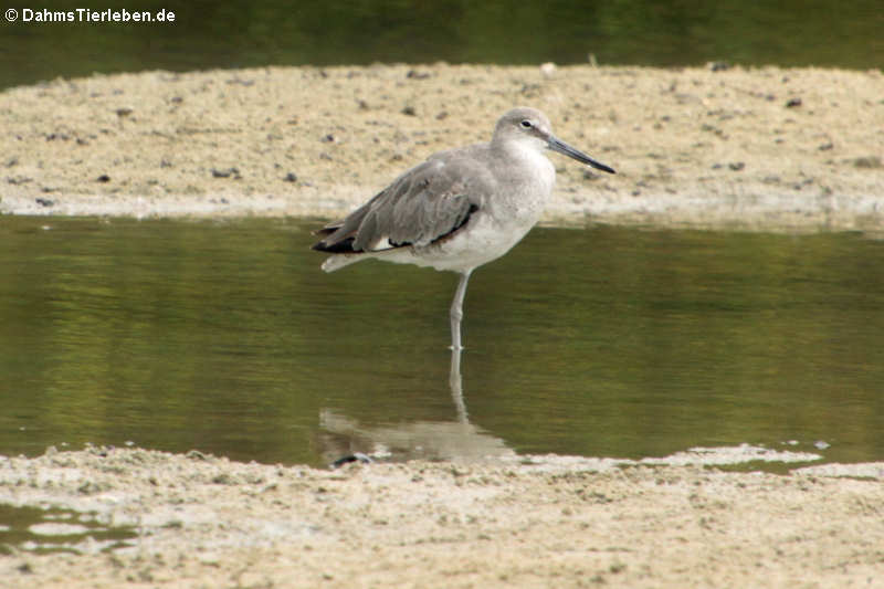 Tringa semipalmata-4