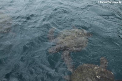 Grüne Meeresschildkröte (Chelonia mydas)