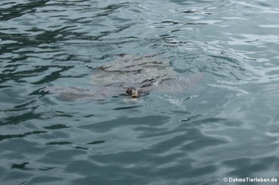 Grüne Meeresschildkröte (Chelonia mydas)