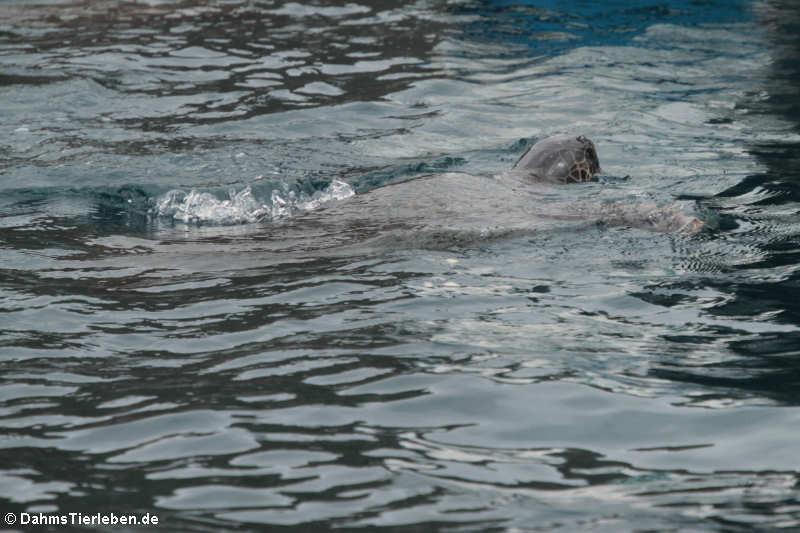 Grüne Meeresschildkröte (Chelonia mydas)