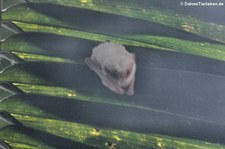 Amerikanische Gespenstfledermaus (Diclidurus albus), Puerto López, Ecuador