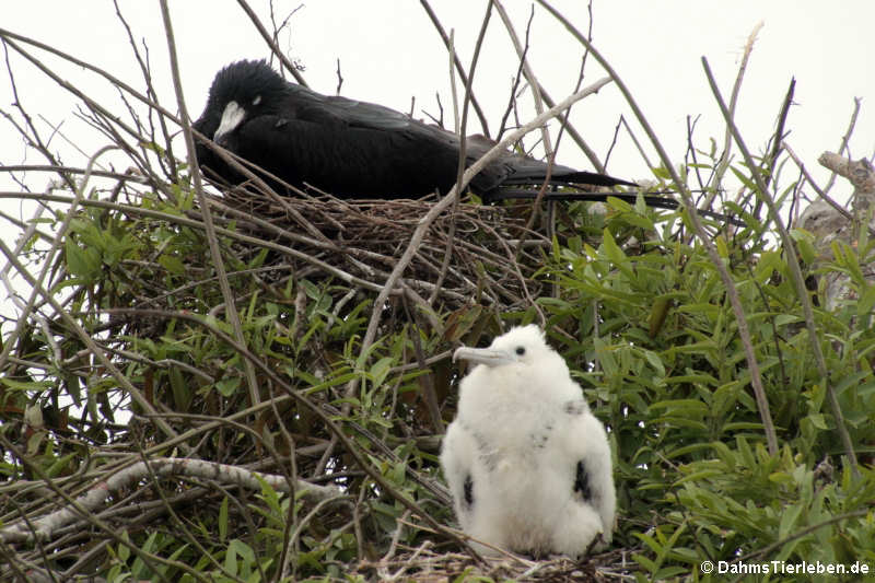 Prachtfregattvogel (Fregata magnificens)