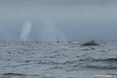 Buckelwale (Megaptera novaeangliae) nahe Isla de la Plata, Ecuador