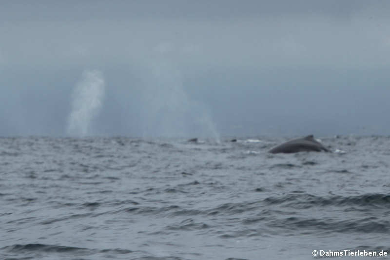 Buckelwale (Megaptera novaeangliae) nahe Isla de la Plata, Ecuador