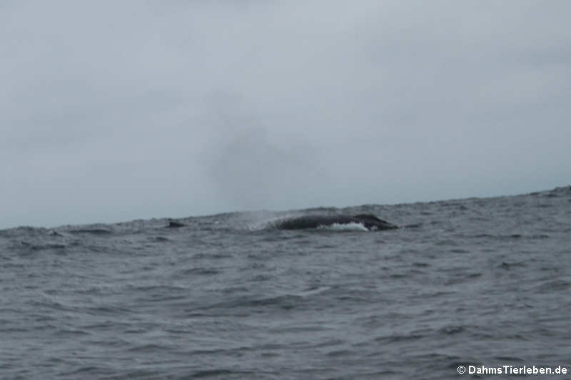 Buckelwale (Megaptera novaeangliae) nahe Isla de la Plata, Ecuador