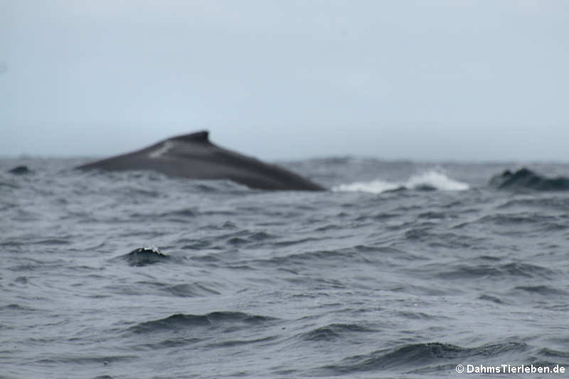 Buckelwale (Megaptera novaeangliae) nahe Isla de la Plata, Ecuador