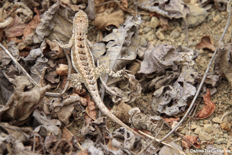 Microlophus occipitalis