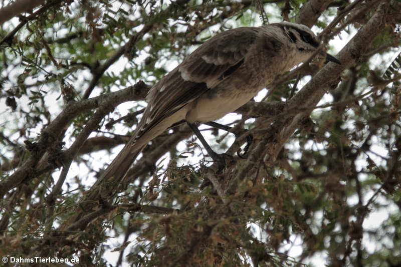 Mimus longicaudatus platensis