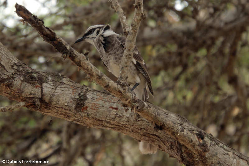 Mimus longicaudatus platensis