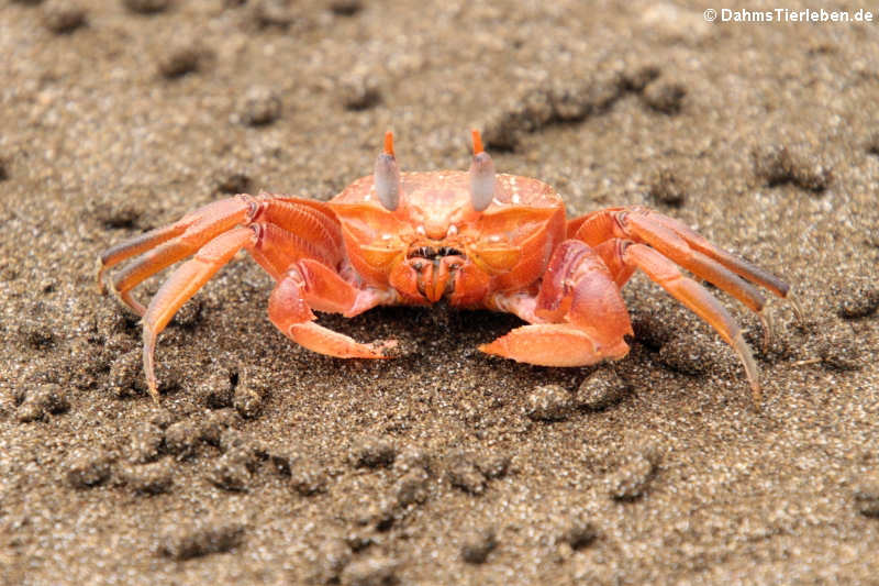 Krabbe (Ocypode gaudichaudii)