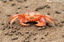 Ocypode gaudichaudii