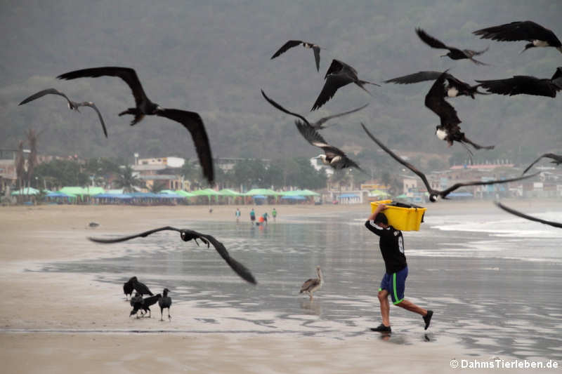Ein Fischer versucht, den Fang vor den Vögeln in Sicherheit zu bringen