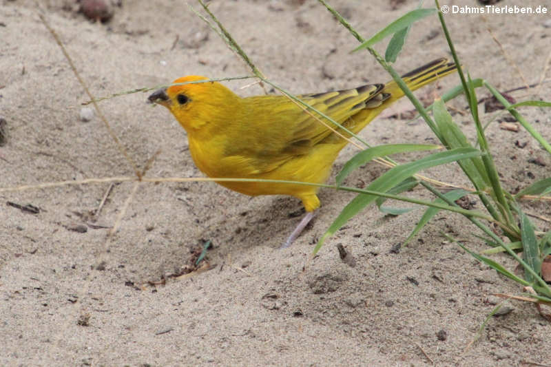 Sicalis flaveola valida