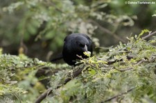 männliche Schwarztangare (Tachyphonus rufus) in Puerto López, Ecuador