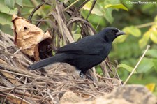 männliche Schwarztangare (Tachyphonus rufus) in Puerto López, Ecuador