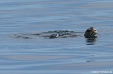 Grüne Meeresschildkröte (Chelonia mydas) am Roca León dormido, Galápagos, Ecuador