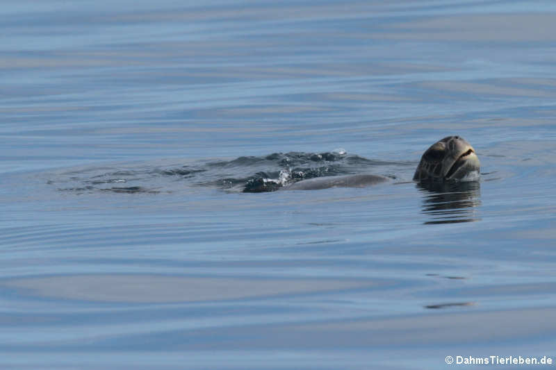 Grüne Meeresschildkröte (Chelonia mydas) in der Nähe des Roca León dormido