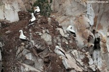 Nazcatölpel (Sula granti) auf La Roca León dormido, Galápagos, Ecuador