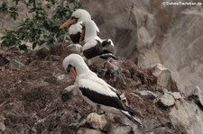 Nazcatölpel (Sula granti) auf La Roca León dormido, Galápagos, Ecuador