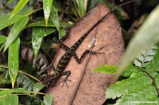 Anolis aequatorialis im Naturschutzgebiet Mindo–Nambillo, Ecuador