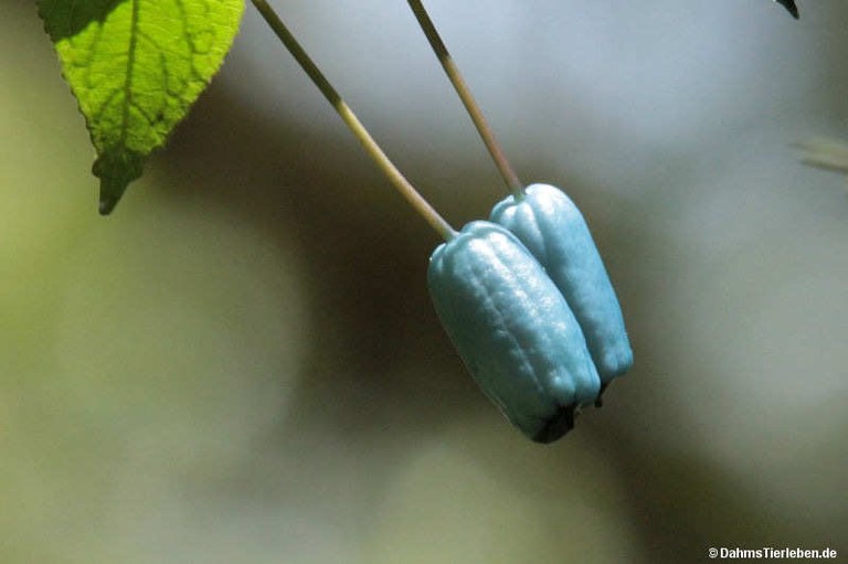 Burmeistera cyclostigmata