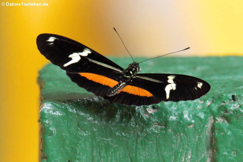 Schmetterling (Heliconius clysonymus hygiana) im Naturschutzgebiet MindoaNambillo