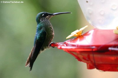 Grünstirn-Brillantkolibri (Heliodoxa jacula jamersoni)