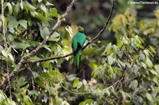 Kammtrogon (Pharomachrus antisianus) aus dem Naturschutzgebiet Mindo–Nambillo, Ecuador