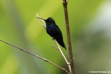 Grünkronennymphe (Thalurania fannyi verticeps) im Naturschutzgebiet Mindo-Nambillo, Ecuador