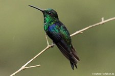 Grünkronennymphe (Thalurania fannyi verticeps) im Naturschutzgebiet Mindo-Nambillo, Ecuador