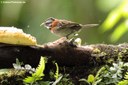 Zonotrichia capensis costaricensis