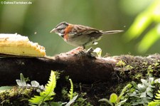 Costa Rica Morgenammer (Zonotrichia capensis costaricensis) im Naturschutzgebiet Mindo–Nambillo, Ecuador