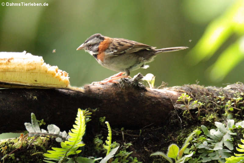 Morgenammer (Zonotrichia capensis)