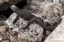 Santa-Cruz-Meerechse (Amblyrhynchus cristatus hassi) auf Plaza Sur, Galápagos, Ecuador