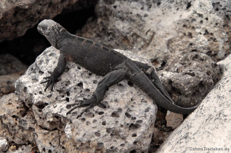 Santa-Cruz-Meerechse Amblyrhynchus cristatus hassi-1