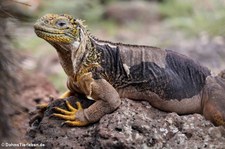 Drusenkopf (Conolophus subcristatus) auf Plaza Sur, Galápagos, Ecuador