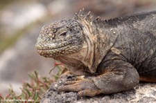 Drusenkopf (Conolophus subcristatus) auf Plaza Sur, Galápagos, Ecuador